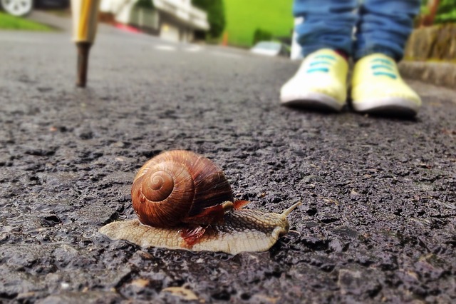 melc_snail