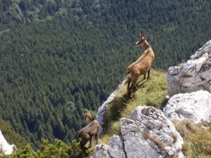 Flora și fauna României