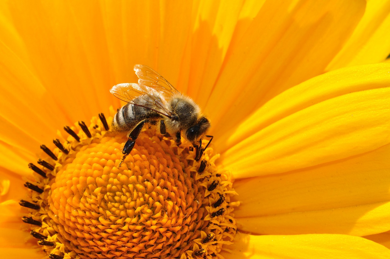 5 beneficii ale mierii de albine