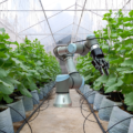 robot în agricultură